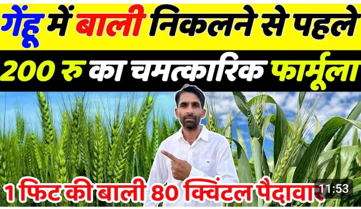 गेहूं की फसल से