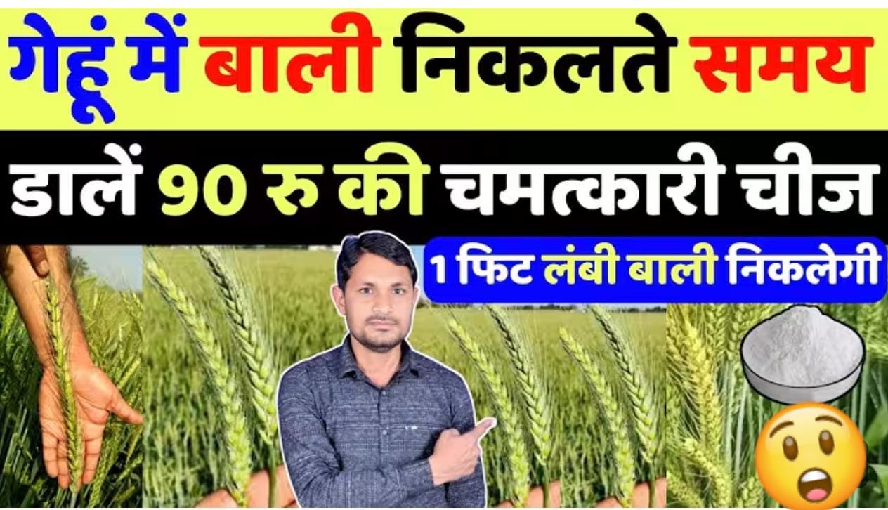 गेहूं से लेना है डबल