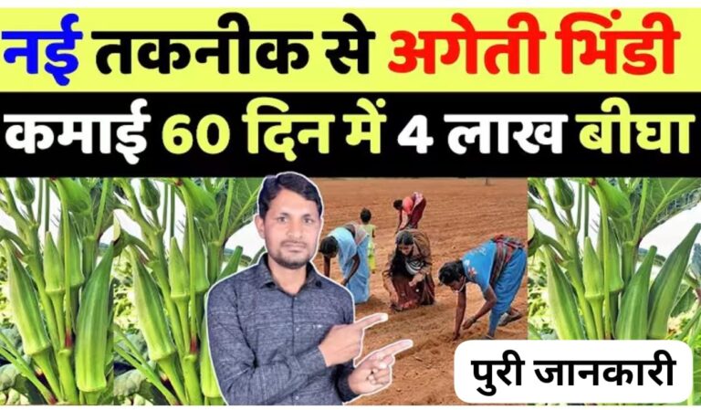 अगेती भिंडी की खेती: जनवरी में लगाएं बिकेघी ₹100 किलो तक का ! जानिए विशेषज्ञों की खास तकनीक।