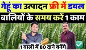गेहूं की पैदावार होगी डबल: बालियां निकलने के बाद अपनाएं यह जादुई फार्मूला!