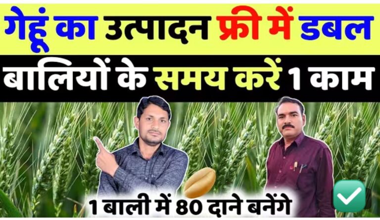 गेहूं की पैदावार होगी डबल: बालियां निकलने के बाद अपनाएं यह जादुई फार्मूला!