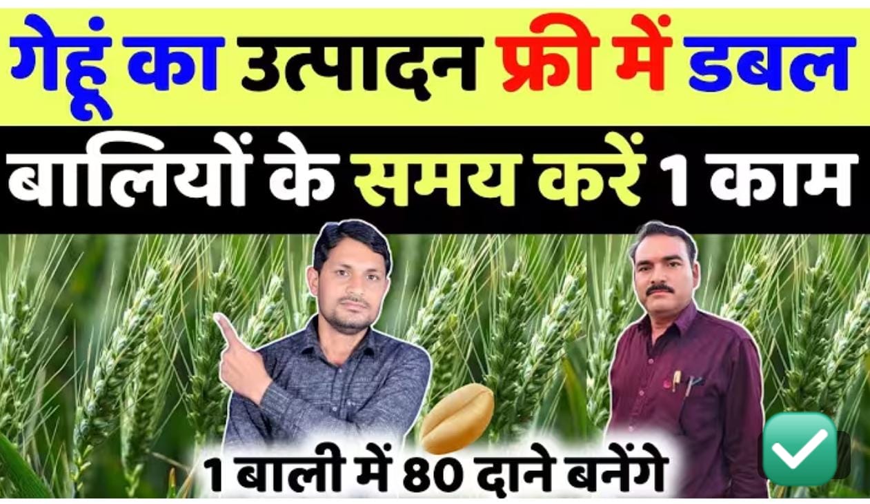 गेहूं की पैदावार होगी डबल