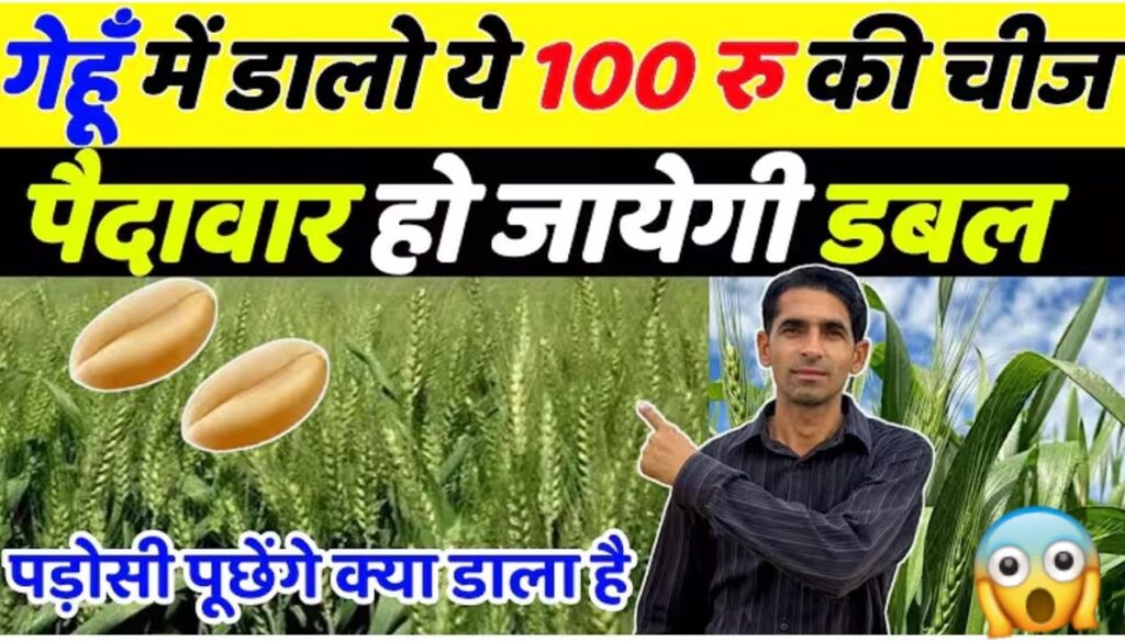 गेहूँ में डालो ये 100 रू की चीज पैदावार होगी डबल |